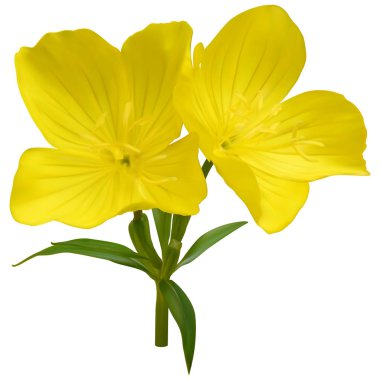  Narrowleaf akşam-çuha çiçeği çiçek