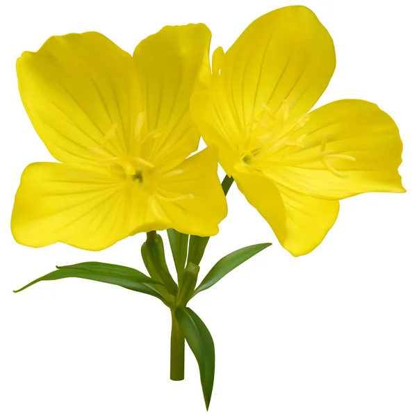 Narrowleaf evening-primrose flowers Stock Vector