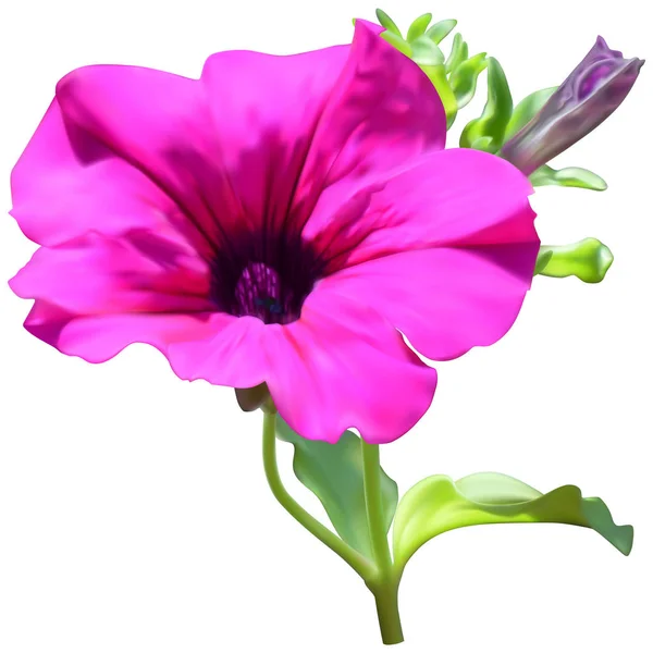 Roze petunia-bloem — Stockvector