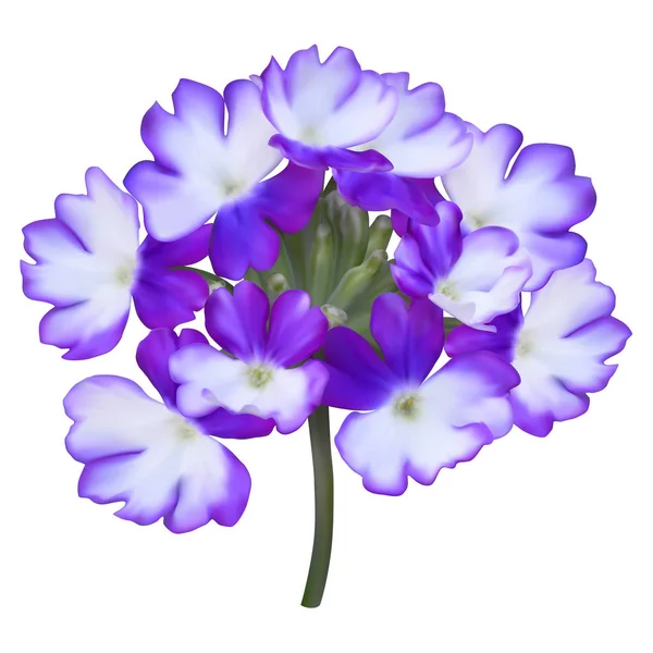 Fiori viola Verbena — Vettoriale Stock