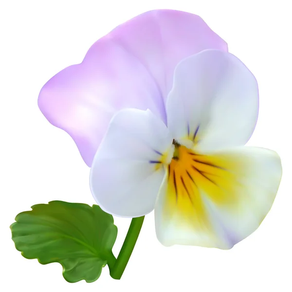 Lilac-white viola flower — Stock Vector