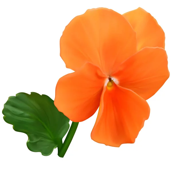 Orange viola flower — Stock Vector