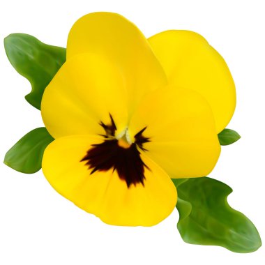 Sarı Viola çiçek 