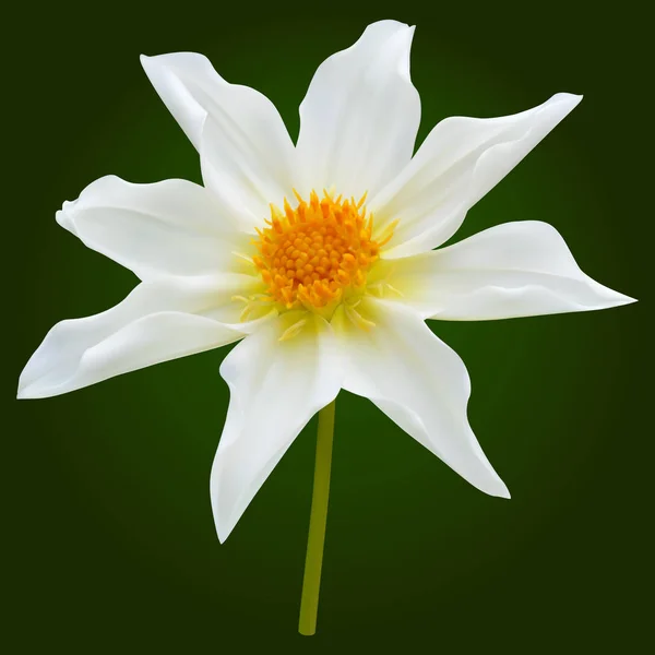 Fleur dahlia blanche — Image vectorielle