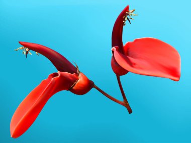 Cockspur mercan ağacı çiçek