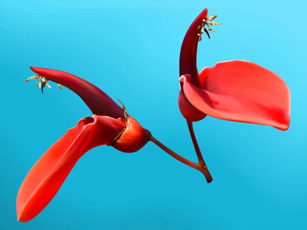 Cockspur Fleur Corail — Image vectorielle