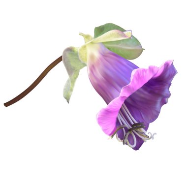 Mor Kupası ve daire asma (Meksika Ivy) çiçek