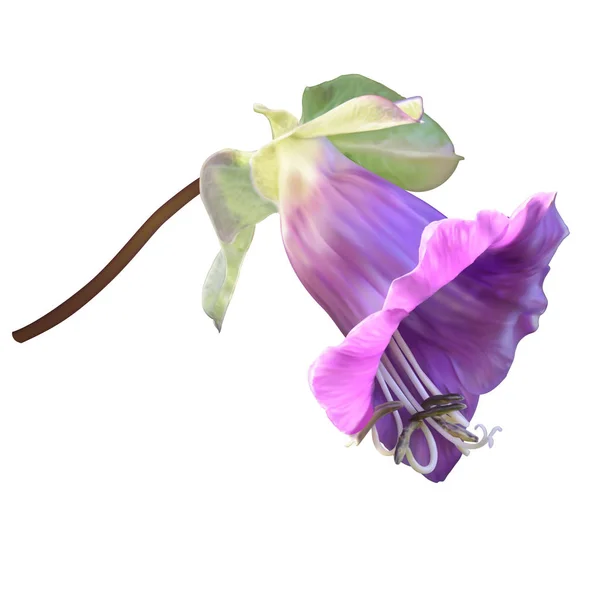 Lila Tasse Und Untertasse Rebe Mexikanischer Efeu Blume — Stockvektor