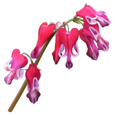 Dicentra yanan kalpler çiçekler