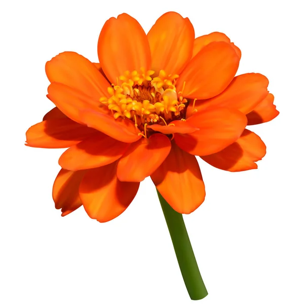 Orange Zinnia Flower Mesh Illustration — Stock Vector