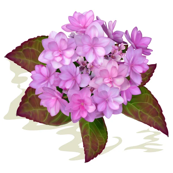アジサイ オルテンシア 白い背景の上のピンクの花 — ストックベクタ