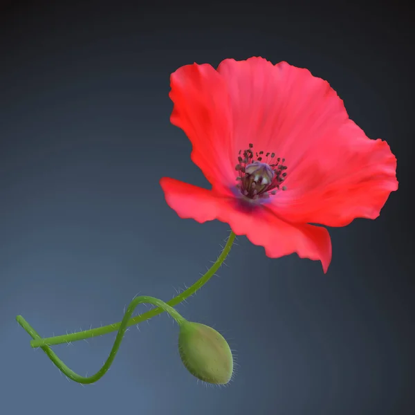 Red Poppy Bloem Mesh — Stockvector