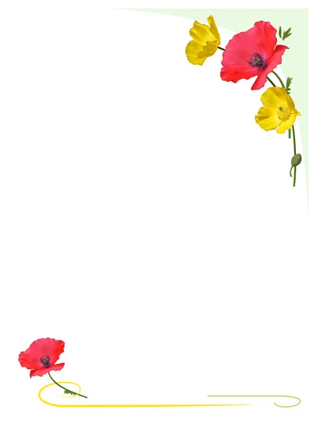 Rode Gele Poppy Bloemen Achtergrond — Stockfoto