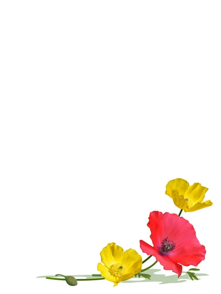 Fondo Flores Amapola Roja Amarilla —  Fotos de Stock