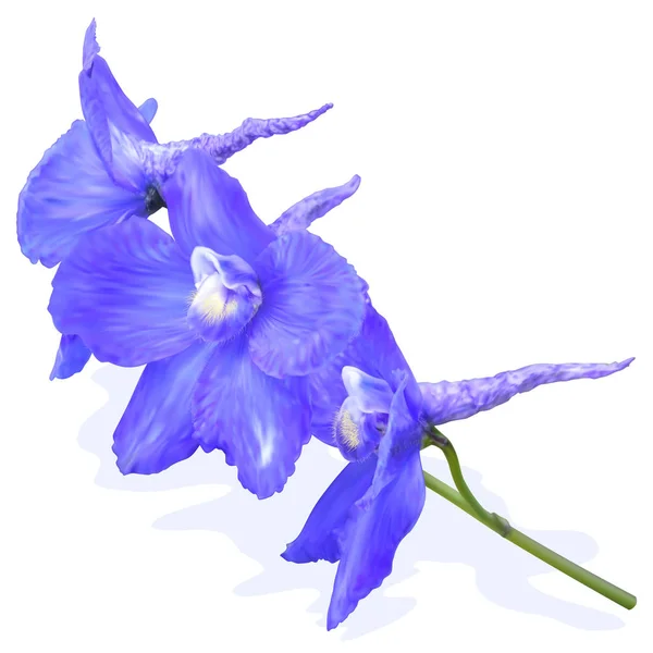 Blau Violette Delphinienblüten — Stockvektor