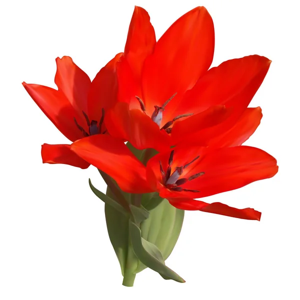 Tulipano Rosso Con Tre Fiori Foglie Sfondo Bianco Vettore Maglia — Vettoriale Stock