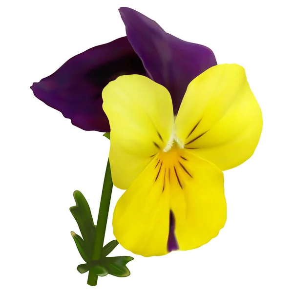 Fiore Viola Giallo Viola Con Foglia Maglia — Vettoriale Stock