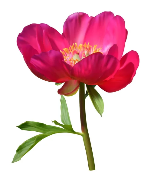 粉红牡丹花与叶子 — 图库照片