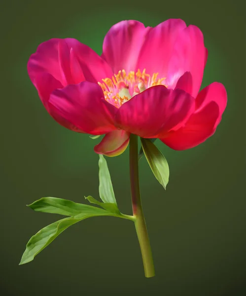 Fleur Pivoine Rose Avec Feuille — Image vectorielle