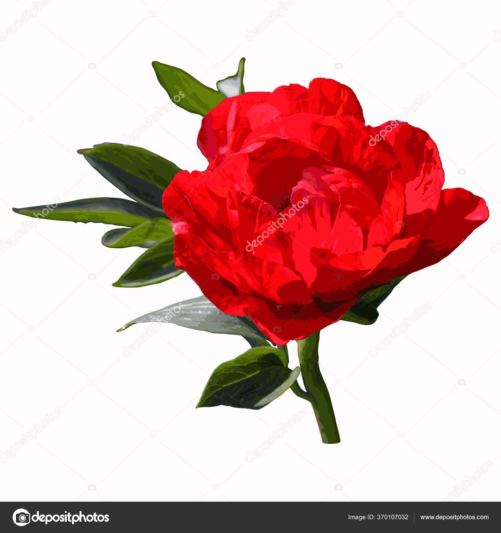 Red Pink Peony Flower Leaves — Stock Vector © O.Savchyn 370107032