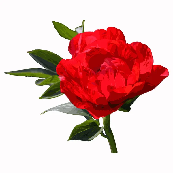 Fleur Pivoine Rose Rouge Avec Feuilles — Image vectorielle