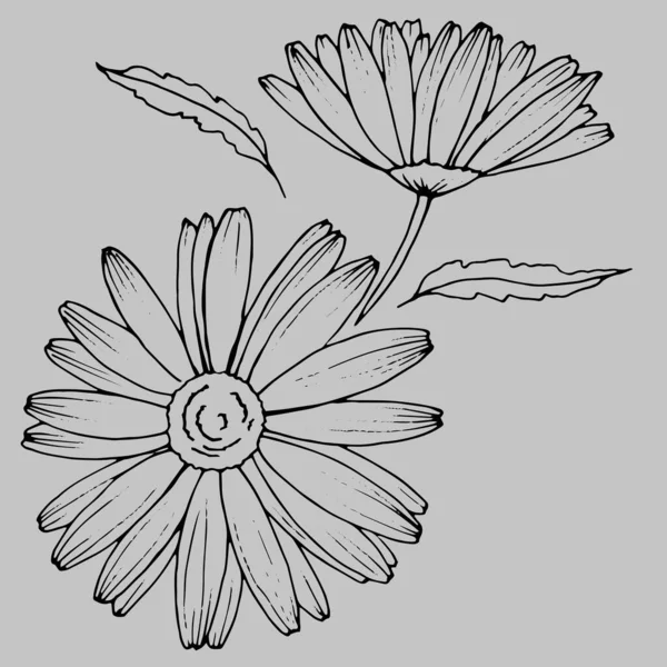 Стилизованный Цветок Ромашки Графике — стоковый вектор