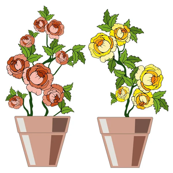 Beltéri Növények Edényben Vektor Illusztráció Izolátum Fehér Alapon — Stock Vector