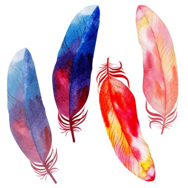 suluboya resimleme, parlak tüyler, beyaz arkaplanda izole etme