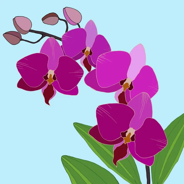 Dibujo Orquídea Colores Naturales Ilustración Vectorial Aislar — Vector de stock