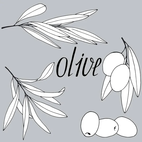 Графічний Малюнок Оливкової Гілки Плодів Векторні Ілюстрації Ізольовані Сірому Фоні — стоковий вектор