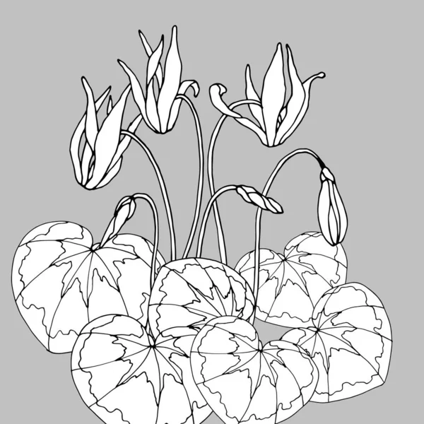 Графический Рисунок Карандашом Цветков Цикламена Векторная Иллюстрация Изоляция Сером Фоне — стоковый вектор