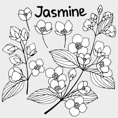 Yasemin çiçekleri ve dallarının grafiksel çizimi, vektör çizimi, gri arkaplanda izole