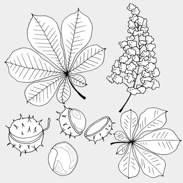 Set Flowers Leaves Fruits Chestnut Graphic Drawing Wallpaper Fabric Ornament — Stock Vector