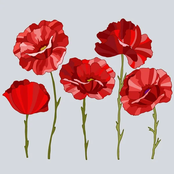 Haşhaş çiçeklerinin renkli çizimi, vektör çizimi, gri arkaplanda izole