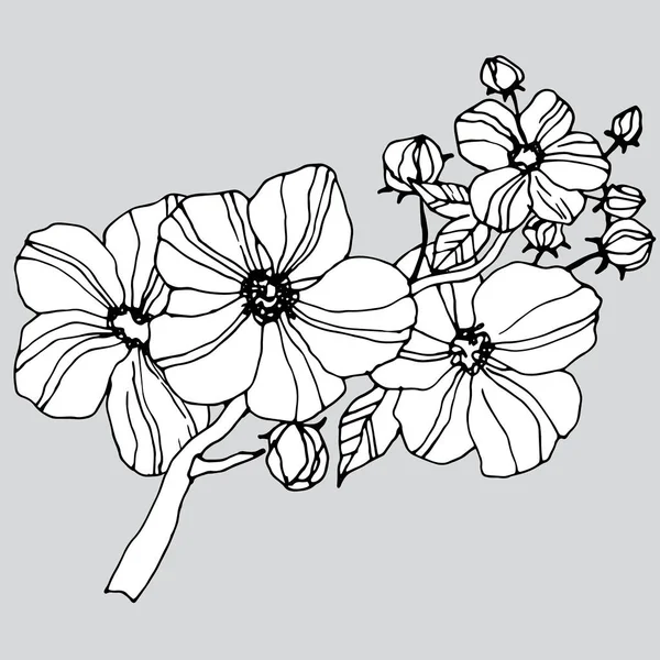 Grafiska Blommor Utan Färg Vektor Illustration Isolera Grå Bakgrund — Stock vektor