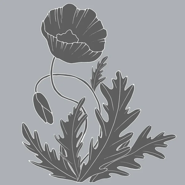 Grafische Tekening Van Papaver Bloem Monochrome Kleuren Vector Illustratie Isoleren — Stockvector