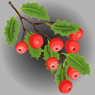 Vektör el Holly, böğürtlenli ve yapraklı dal. Noel, yeni yıl bayramı kutlama sembolü 