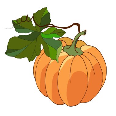 Beyaz arkaplanda izole et, sonbahar balkabağı, farklı tasarım için vektör çizimi