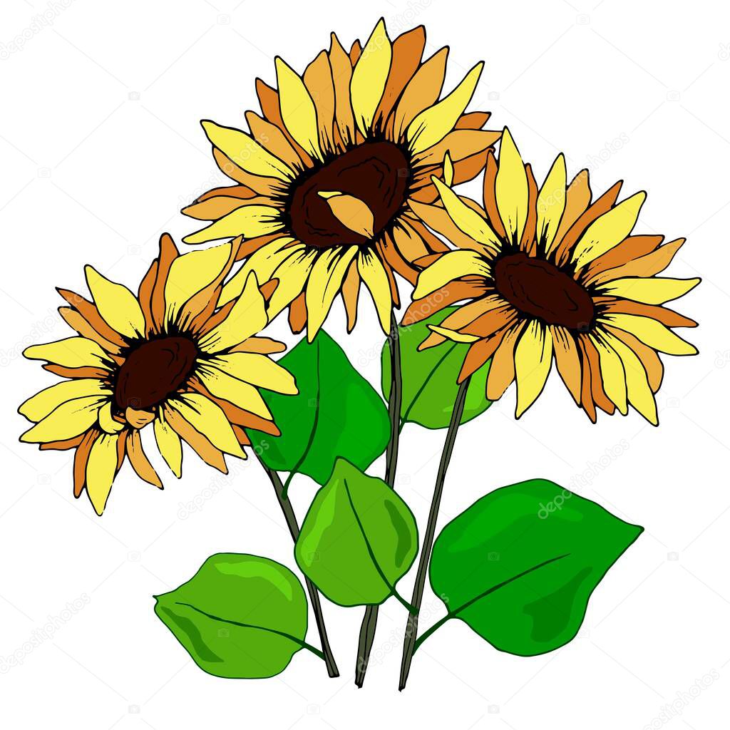 bouquet with flowers of sunflower, isolate on a white background