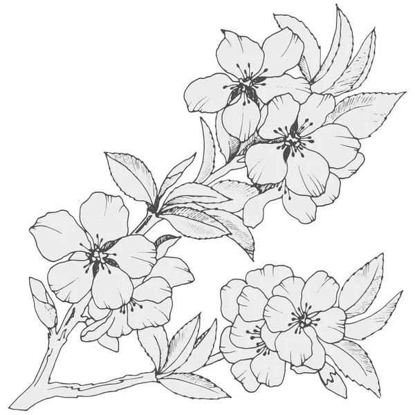 Рисунок Ветви Сакуры Монохромных Цветах Векторная Иллюстрация Различного Дизайна — стоковый вектор