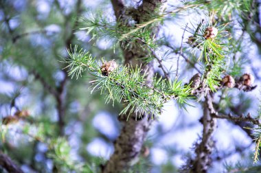 Pine tree close up background