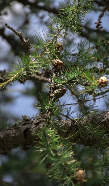 Pine tree close up background