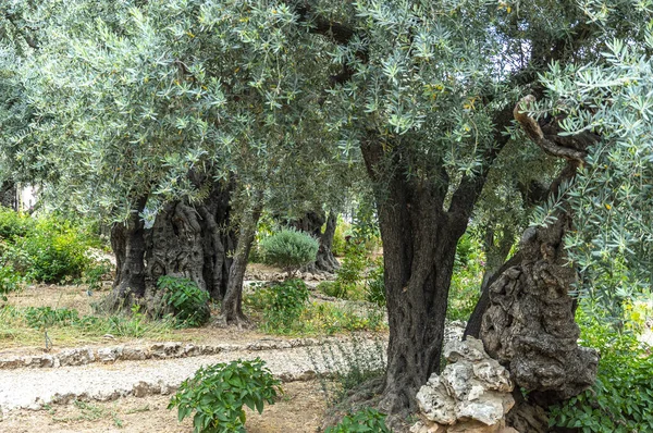 Olive Tree Cultivations Garden — Stock Photo, Image