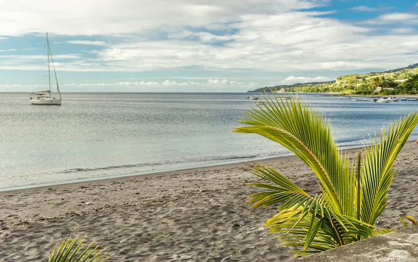 Utsikt Över Stranden Med Segelbåtar Och Kokosnötsträd Martinique Karibien Stockbild
