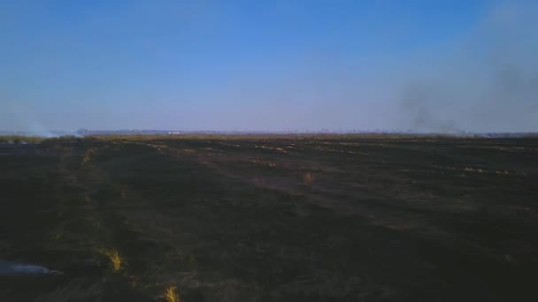 Steppe tűz. Száraz fű égetése, tűzfüst — Stock videók