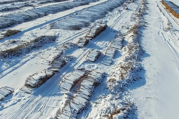砍伐的树木躺在开阔的天空下 俄罗斯的森林砍伐 西伯利亚森林的破坏 采伐木材 — 图库照片
