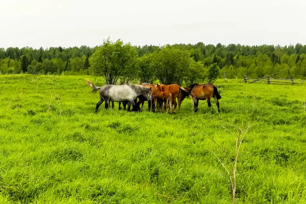 Manada Caballos Está Pastando Claro Bosque Pasto Caballos —  Fotos de Stock