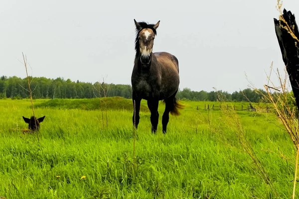 Koń Pasie Się Łące Pasące Się Konie — Zdjęcie stockowe