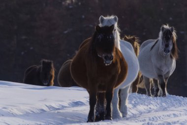 Karda yakut atların kışın. Yakut atlar cins.