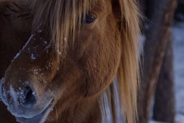 Karda yakut atların kışın. Yakut atlar cins.
